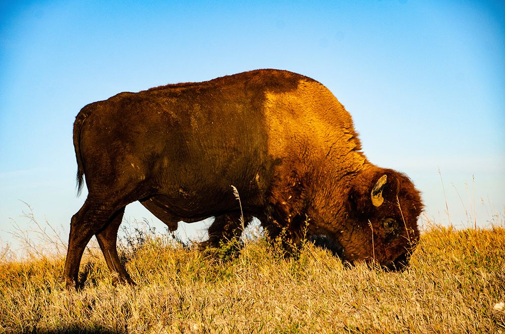 USA, South Dakota, Wall, Badlands National Park, North American Bison